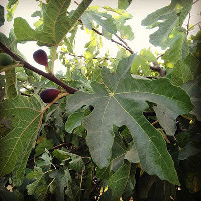 These are those perfectly ripe organic figs we can't stop talking about!